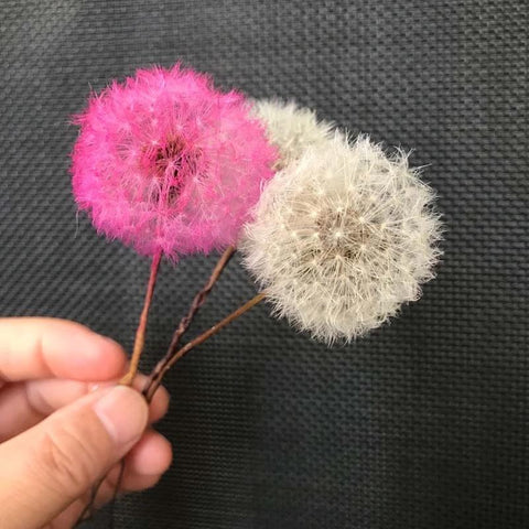 Real Natural Dried Dandelion Flower Heads-HA00723-Veeddydropshipping