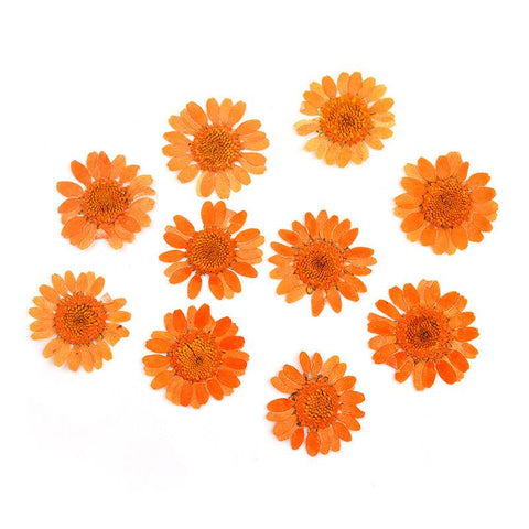 Dried Flowers Resin Filler Jewelry Making Plant Decoration-HA00664-Veeddydropshipping