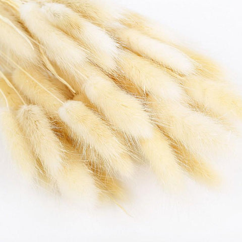 Pastoral Rabbit Tail Grass Bunny Tails Dried Flowers-HA00653-Veeddydropshipping