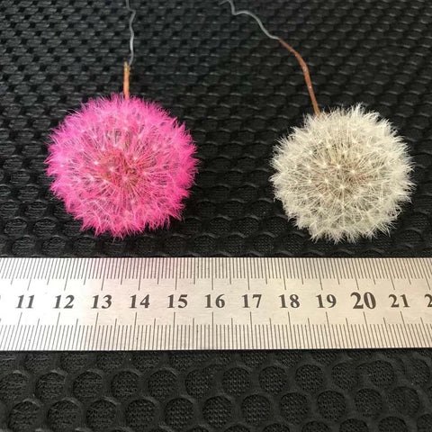 Real Natural Dried Dandelion Flower Heads-HA00723-Veeddydropshipping