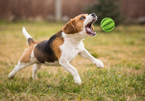 Dog Food Ball Pet Dog Toy Interactive Rubber Balls-HA01479-Veeddydropshipping