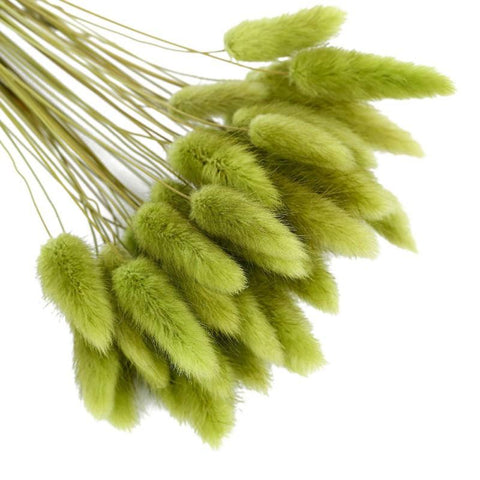 Pastoral Rabbit Tail Grass Bunny Tails Dried Flowers-HA00653-Veeddydropshipping