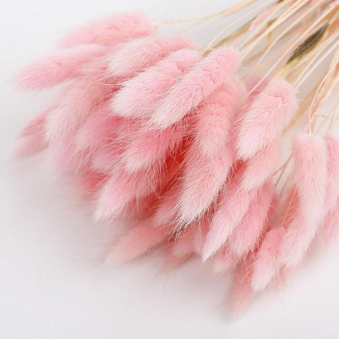 Pastoral Rabbit Tail Grass Bunny Tails Dried Flowers-HA00653-Veeddydropshipping