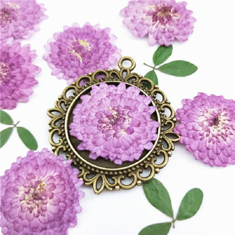 Natural Pressed Flowers Real Dried Chrysanthemum-HA00709-Veeddydropshipping