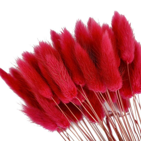 Pastoral Rabbit Tail Grass Bunny Tails Dried Flowers-HA00653-Veeddydropshipping